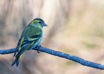 Vibrant Green Bird on Branch