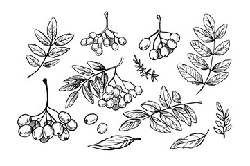 Red rowan set, berries and leaves, vector sketch illustration, hand drawn, black outline