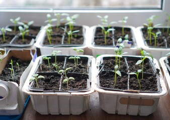 growing small green seedlings of peppers and tomatoes in plastic bottles and cardboard milk cartons...