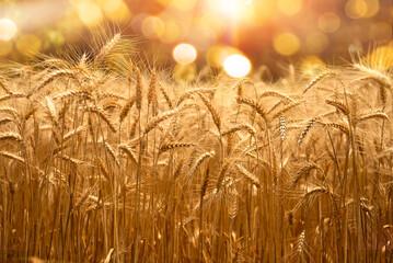 Golden wheat field