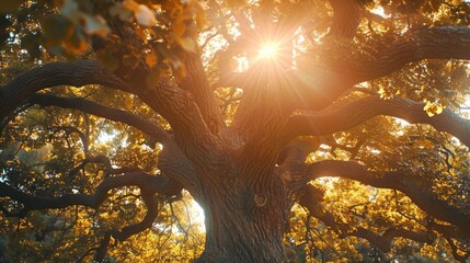 Sunlight shining through tree branches, suitable for nature concepts