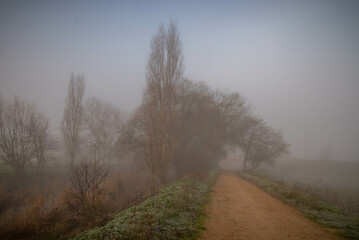 Plantas y flores en el campo por la mañana. Flores plantas silvestres y amapolas. explosión de flores y plantas en primavera en españa