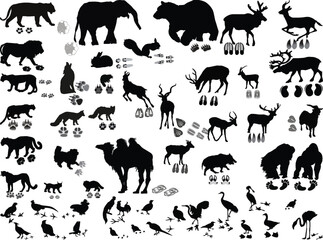 animals and its tracks set isolated on white backgound - 772489672