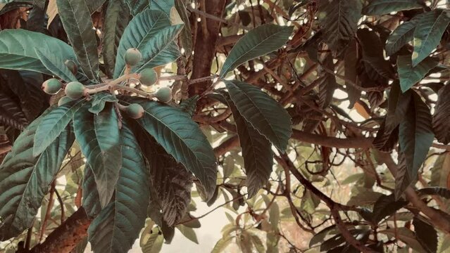 Primer plano de n&iacute;speros creciendo en una rama.
