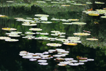 Amazon Rain Forest Water Lilly. Lotus Leaves float on water