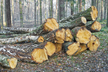 Felling in forest. Pile of wood.	 - 772490448