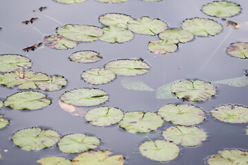 Amazon Rain Forest Water Lilly. Lotus Leaves float on water