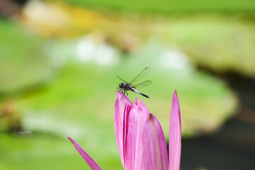 Close up view of couple of pink waterlily in bloom floating on the lake