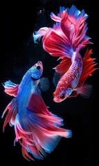 Obraz premium Betta fish underwater, dancing with grace