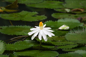 Close up view of couple of white waterlily in bloom floating on the lake