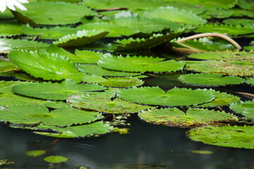 Amazon Rain Forest Water Lilly. Lotus Leaves float on water