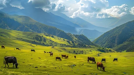 Foto op Plexiglas On the hills, cows and buffalos are grazing. © xelilinatiq