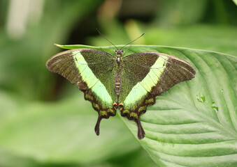 Grüngestreifter Schwalbenschwanz - Emerald swallowtail