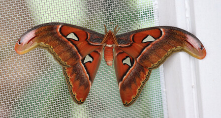 Atlasspinner - Atlas moth - Attacus atlas