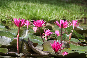 Close up view of couple of pink waterlily in bloom floating on the lake