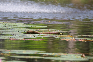 Amazon Rain Forest Water Lilly. Lotus Leaves float on water
