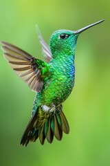Fototapeta premium A vibrant green hummingbird soaring through the air. Perfect for nature and wildlife themed designs