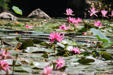 Fototapeta premium Close up view of couple of pink waterlily in bloom floating on the lake