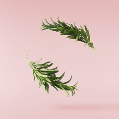 Fresh green rosemary herb falling in the air isolates on pink background - obrazy, fototapety, plakaty