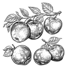 Hand drawn apples set. Fruits sketch. Black and white illustration - obrazy, fototapety, plakaty