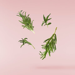 Fresh green rosemary herb falling in the air isolates on pink background