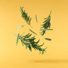 Fresh green rosemary herb falling in the air isolates on yellow background