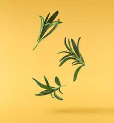Fresh green rosemary herb falling in the air isolates on yellow background