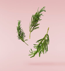 Fresh green rosemary herb falling in the air isolates on pink background