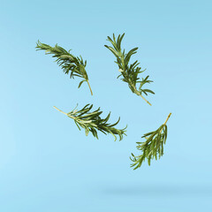 Fresh green rosemary herb falling in the air isolates on blue background