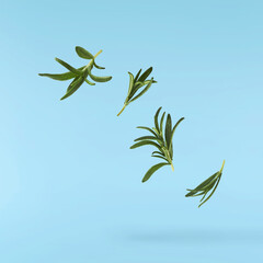 Fresh green rosemary herb falling in the air isolates on blue background
