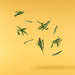 Fresh green rosemary herb falling in the air isolates on yellow background