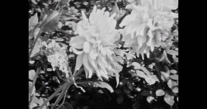 Black-white chamomile flowers wind swaying, close-up. Blooming flower bed in nature. Natural summer garden background in sunny day. 1970. Vintage black white cinema film. Retro archive. Archival video