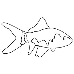 Obraz premium ornamental fish icon