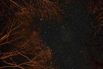 Night sky with stars and trees, ideal for nature backgrounds