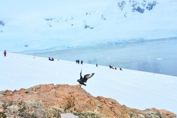 View of Antarctica with a Skua bird - obrazy, fototapety, plakaty