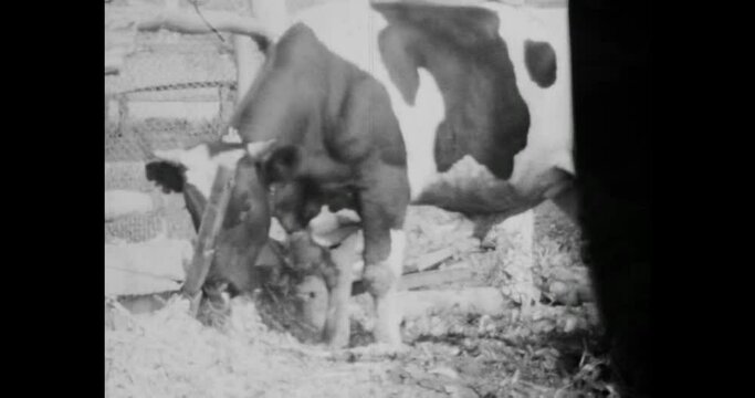 Cows herd in farm corral ranch. Livestock industry. Farming 1970 archival film USSR. Animal breeding. Cattle milk, meat industry in industrial country. Vintage black white cinema film. Retro archive