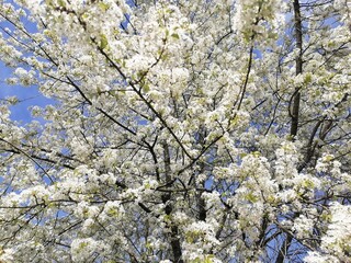 Fleurs de cerisier