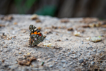 Fototapeta na wymiar Butterfly on the ground in the forest. Selective focus.