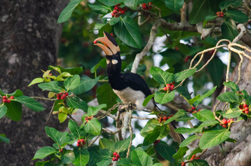 Malabar pied hornbill or Anthracoceros coronatus observed in Dandeli in Karntaka