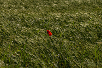 Roter Mohn in einem Getreide Feld voller Gerste - obrazy, fototapety, plakaty