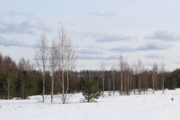 forest in winter