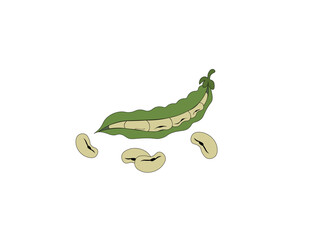 Vector illustration of cartoon green beans isolated on white background