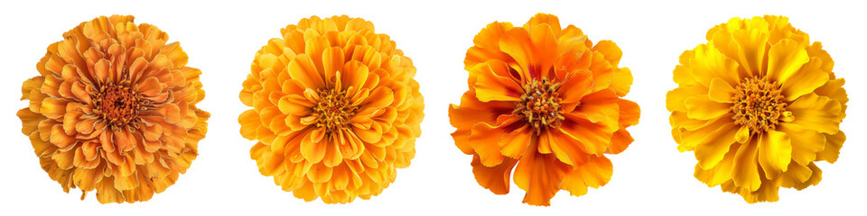 Collection of various african marigold single flower top view and cutout with isolated on white or transparent background