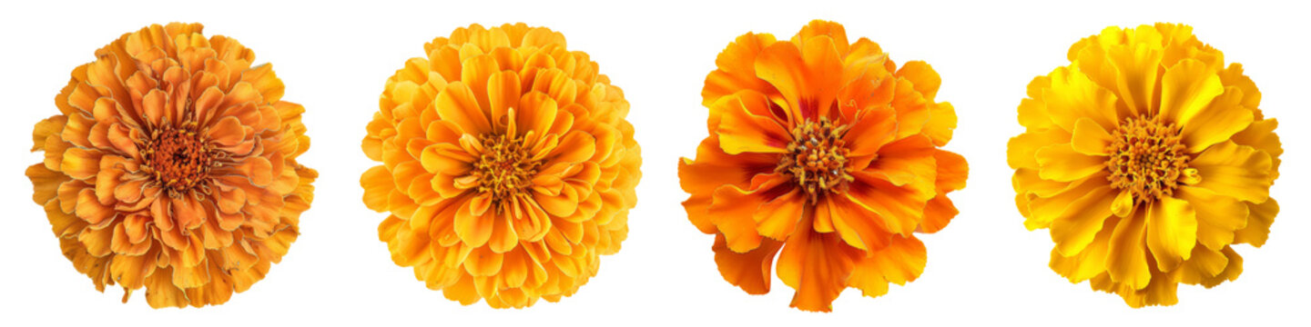 Collection of various african marigold single flower top view and cutout with isolated on white or transparent background