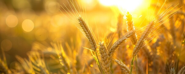 Golden wheat ears in the field with sunlight flares. Harvest time and agricultural concept. Banner with copy space and bokeh background.