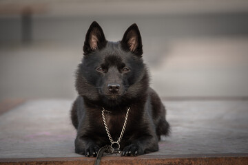 Black dog laying down
