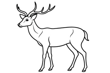 Fototapeta premium tailed buck or deer line art vector illustration