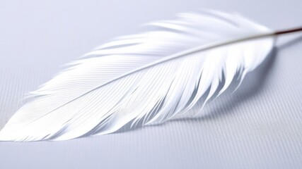 A white feather on a white cloth.