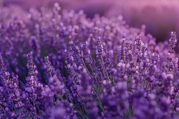 Gardinen A field of purple flowers with a lot of purple flowers © mila103