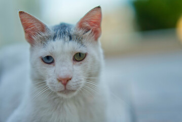 portrait of a cat with 2 color eyes